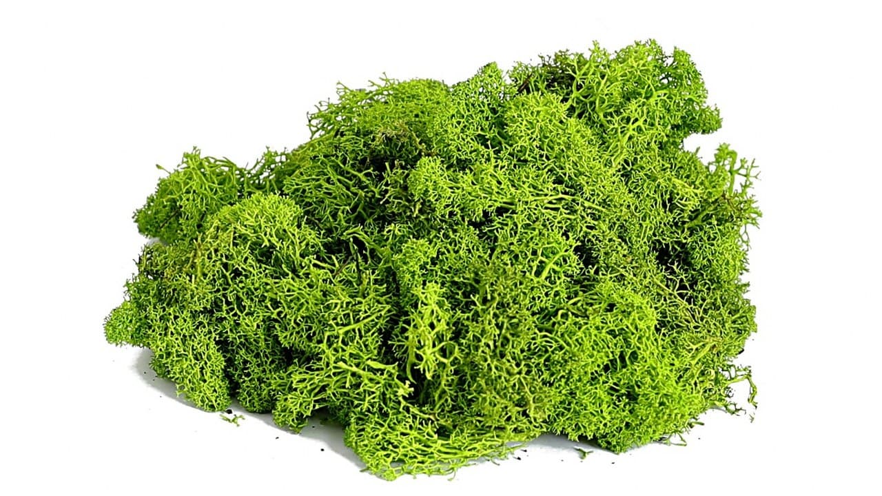 Mech chrobotek reniferowy PREMIUM, 100g, zielony