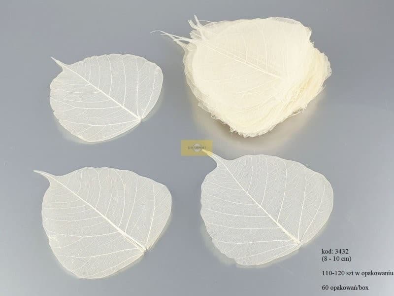 Liść preparowany szkieletowy ok. 100szt, wybielane