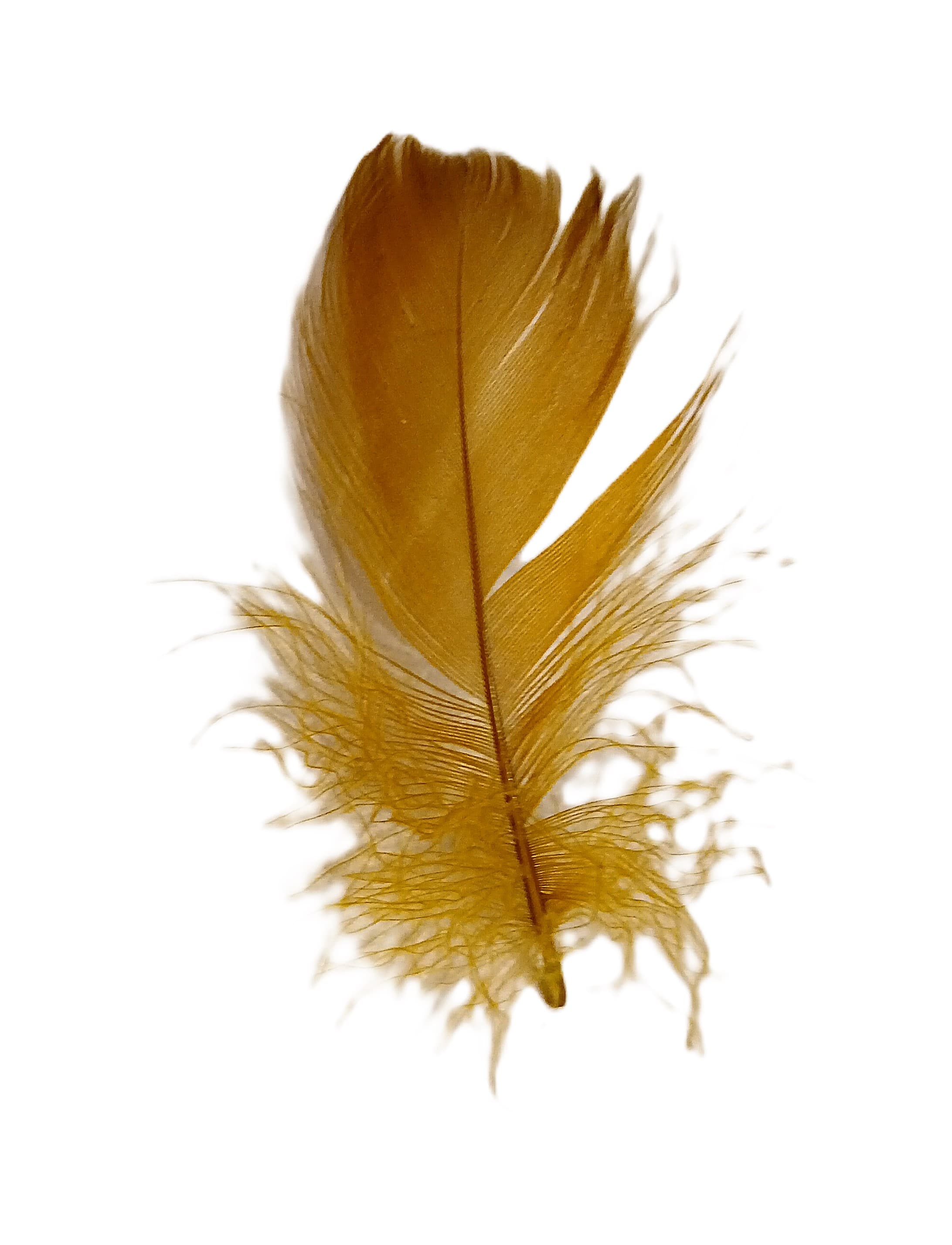 Piórka w torebce foliowej 15 gram, ciemna oliwka