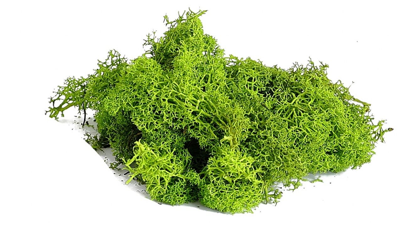 Mech chrobotek reniferowy PREMIUM, 20g, zielony