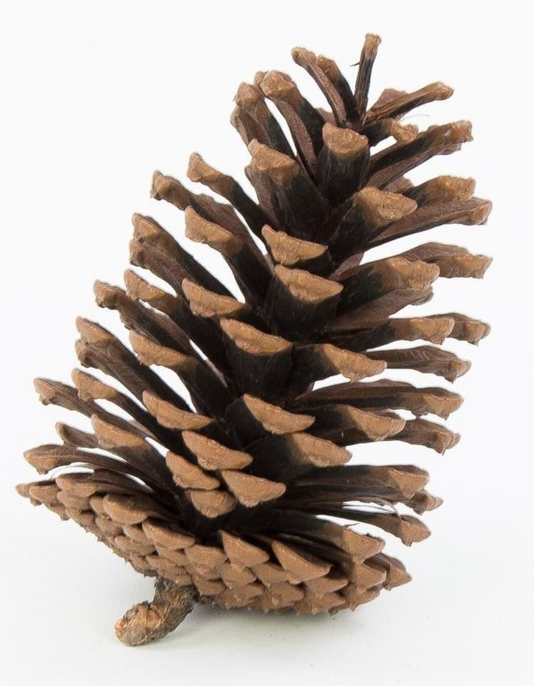 Szyszki, szyszka sosnowa naturalna, 8x11cm/6szt