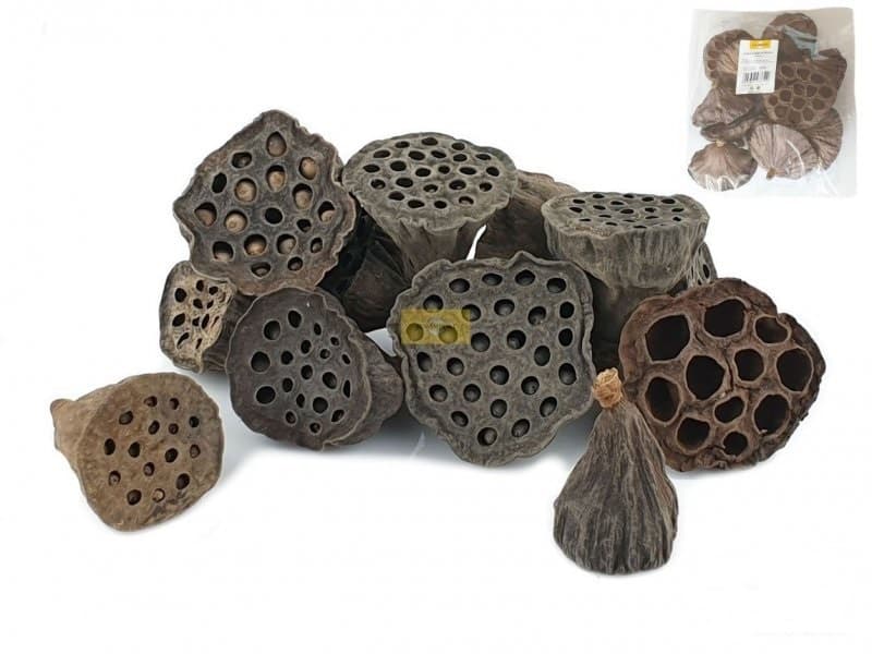 Suszony owoc lotos mały, średnica 4-6cm/12szt