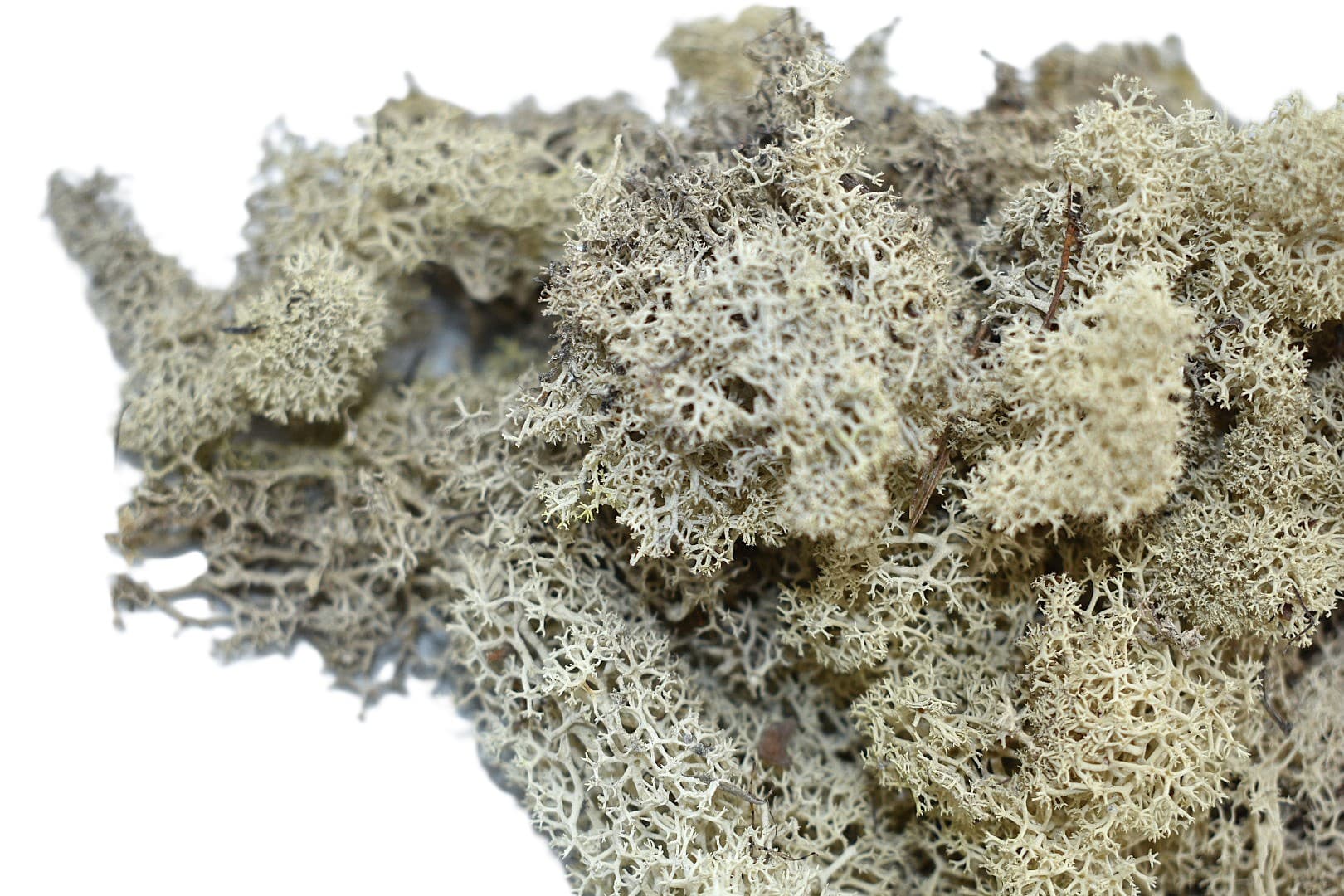 Mech chrobotek reniferowy PREMIUM, 20g, biały