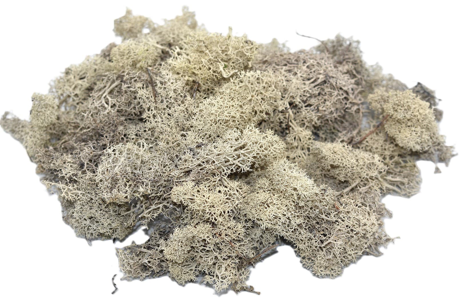 Mech chrobotek reniferowy PREMIUM, 20g, biały