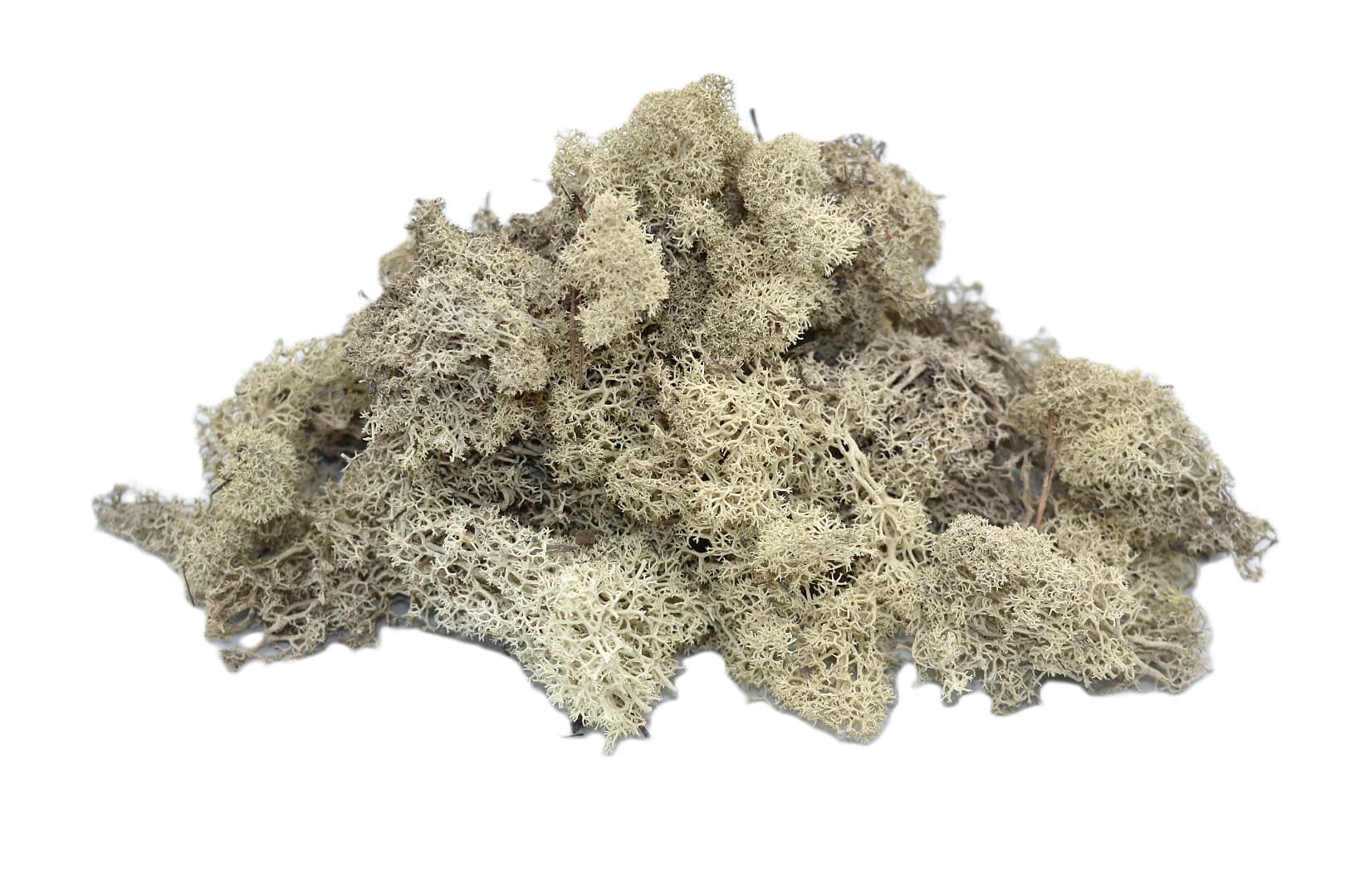 Mech chrobotek reniferowy PREMIUM, 100g, biały