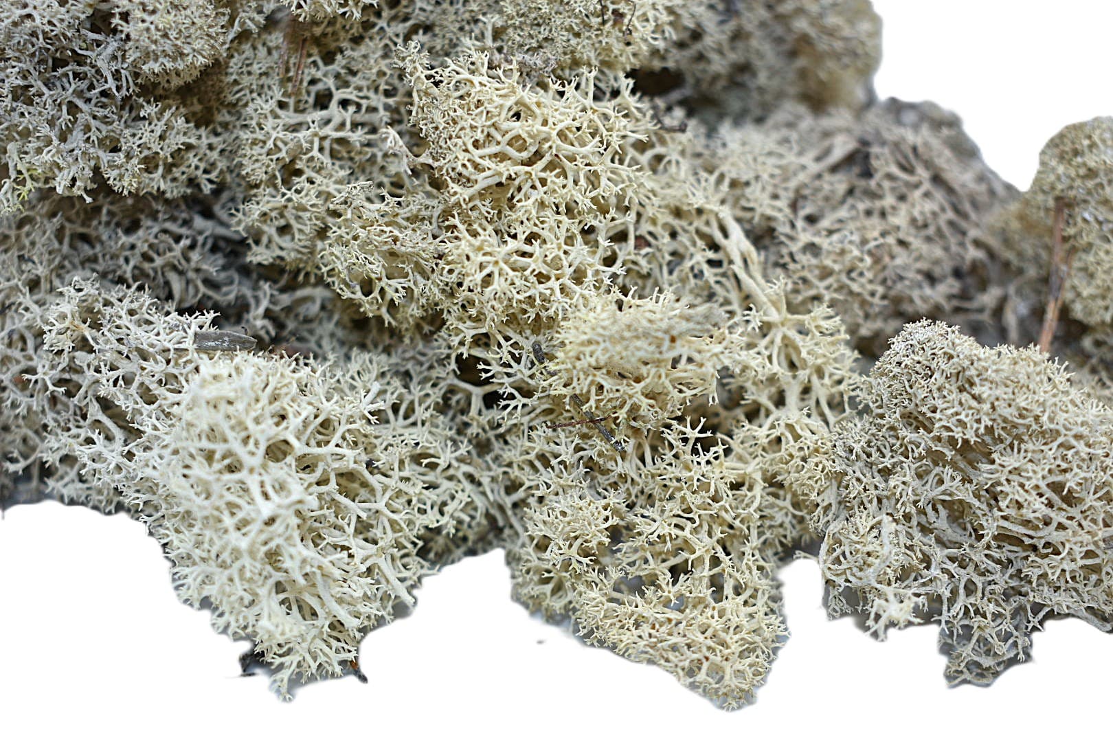 Mech chrobotek reniferowy PREMIUM, 100g, biały