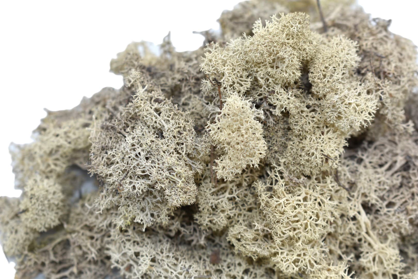 Mech chrobotek reniferowy PREMIUM, 100g, biały