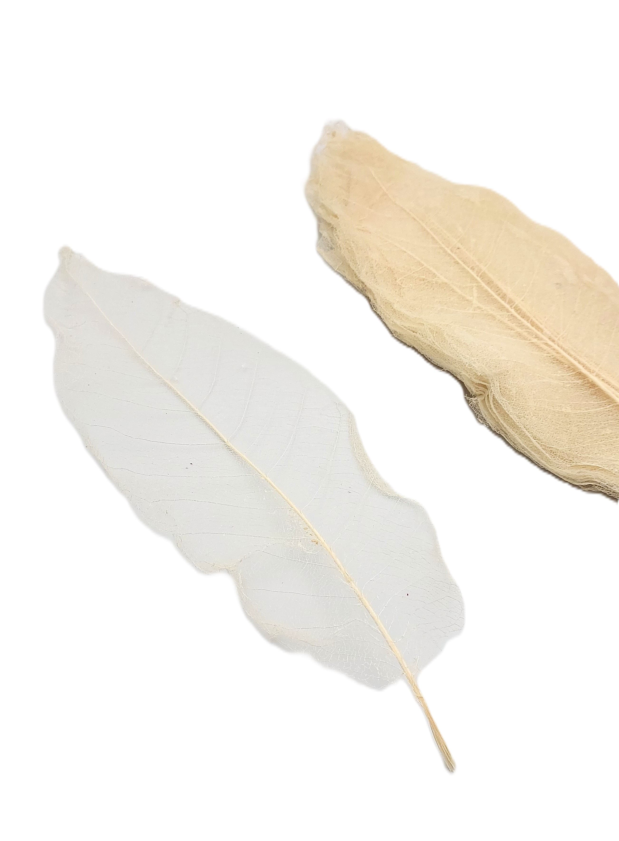 Liść preparowany szkieletowy ok. 48szt, wybielane