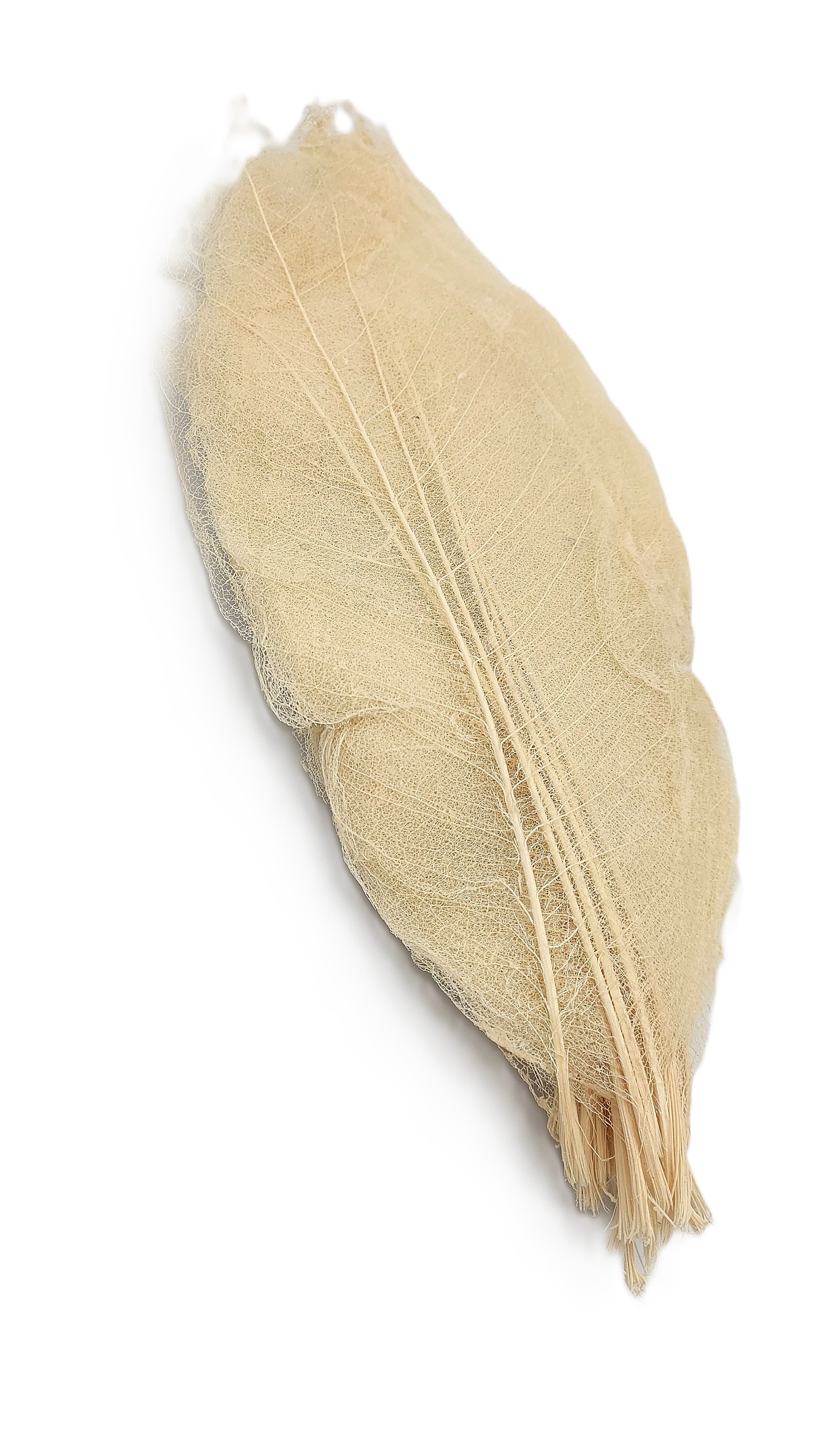 Liść preparowany szkieletowy ok. 48szt, wybielane