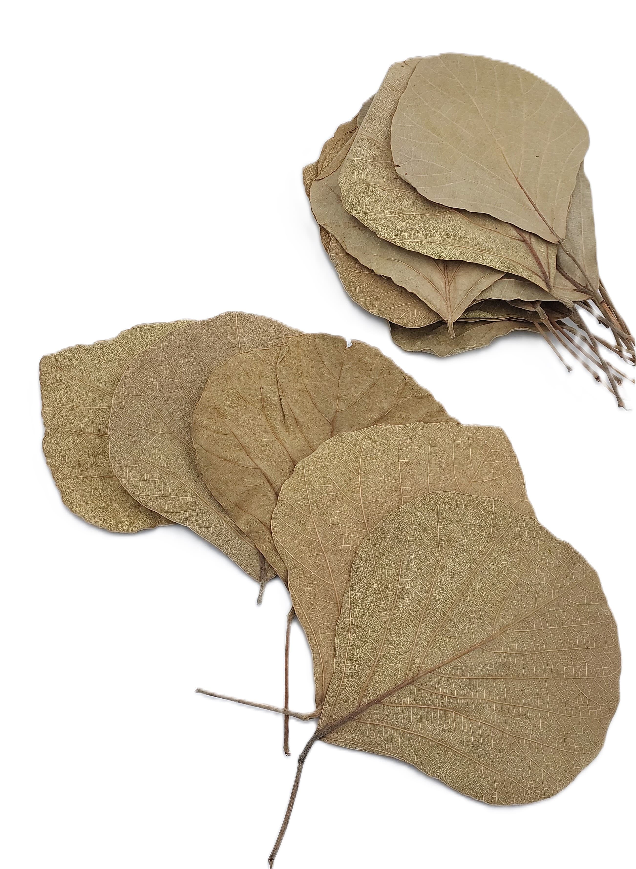 Liść COBRA 12-15 cm NATURALNE 24 szt/opak