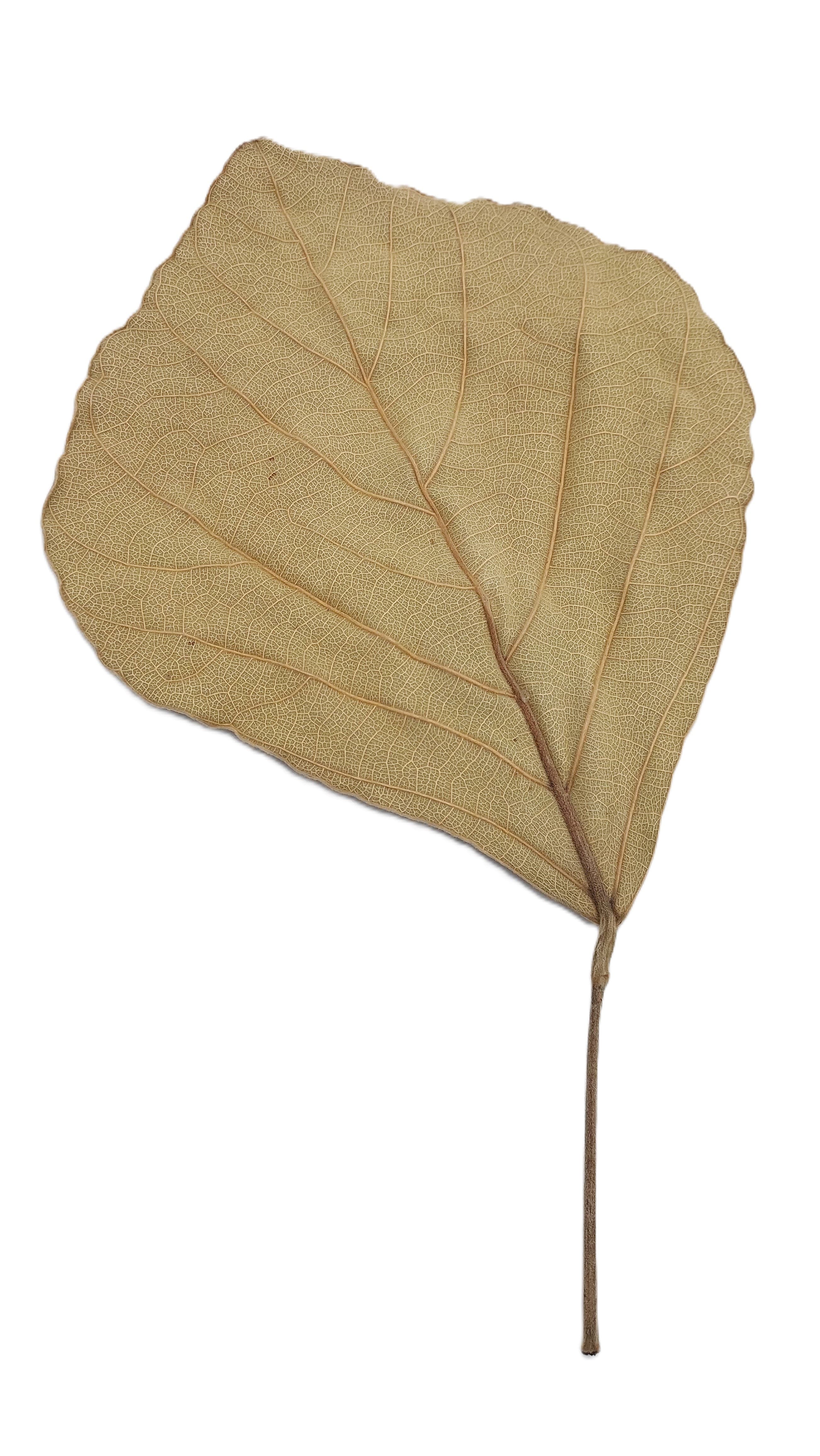 Liść COBRA 12-15 cm NATURALNE 24 szt/opak