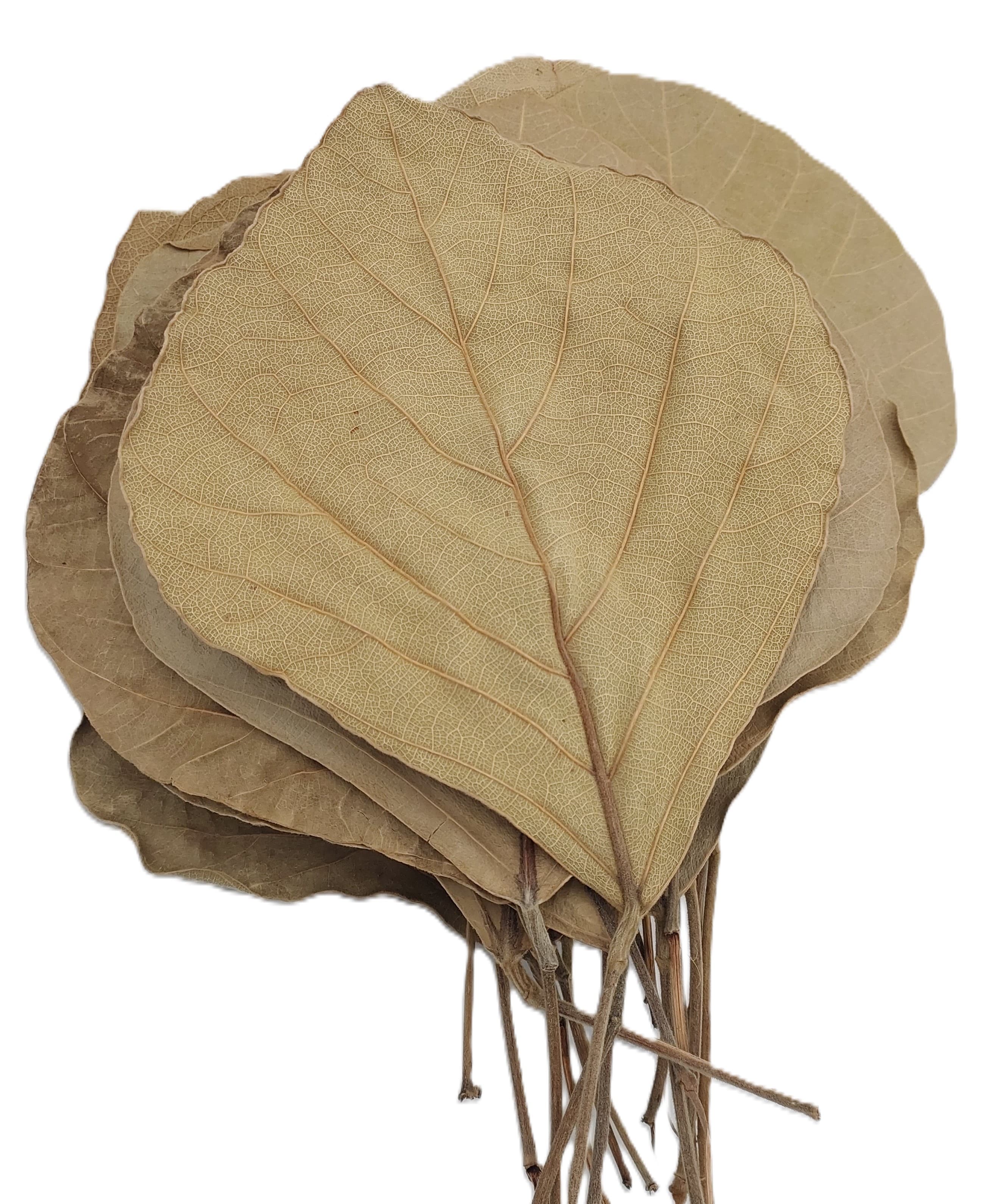 Liść COBRA 12-15 cm NATURALNE 24 szt/opak