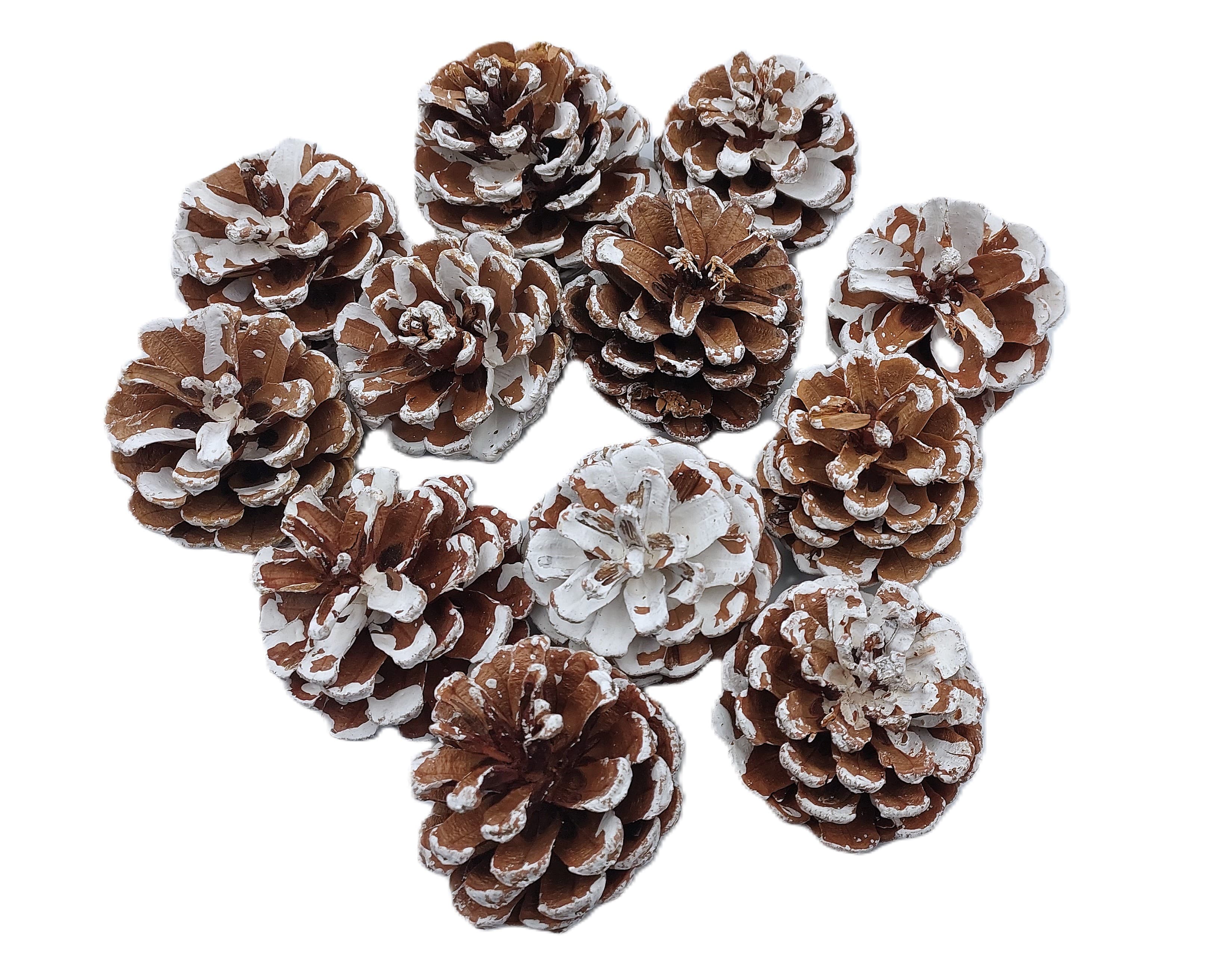 Szyszki naturalne ośnieżone 6 cm - 12 sztuk