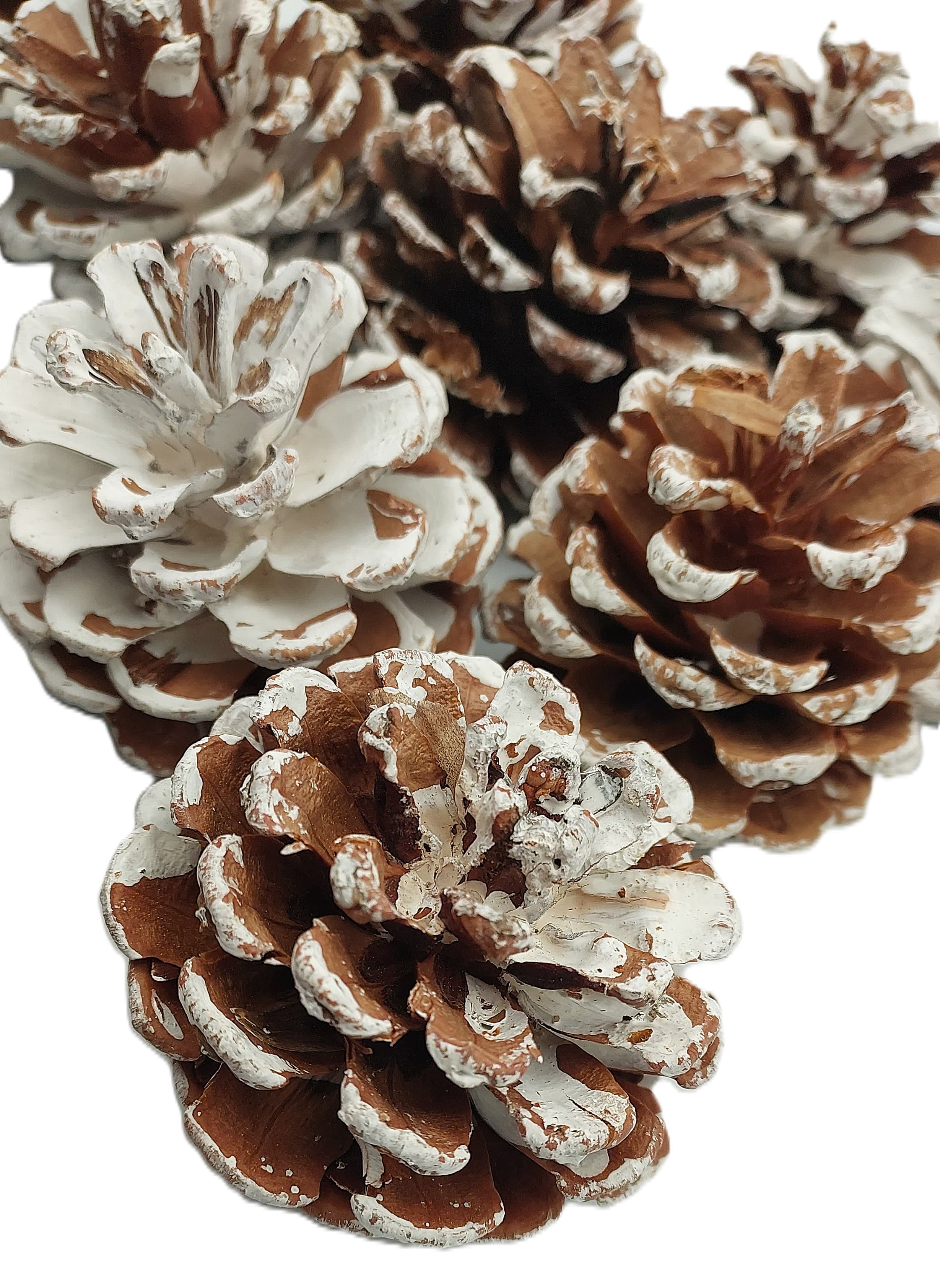 Szyszki naturalne ośnieżone 6 cm - 12 sztuk