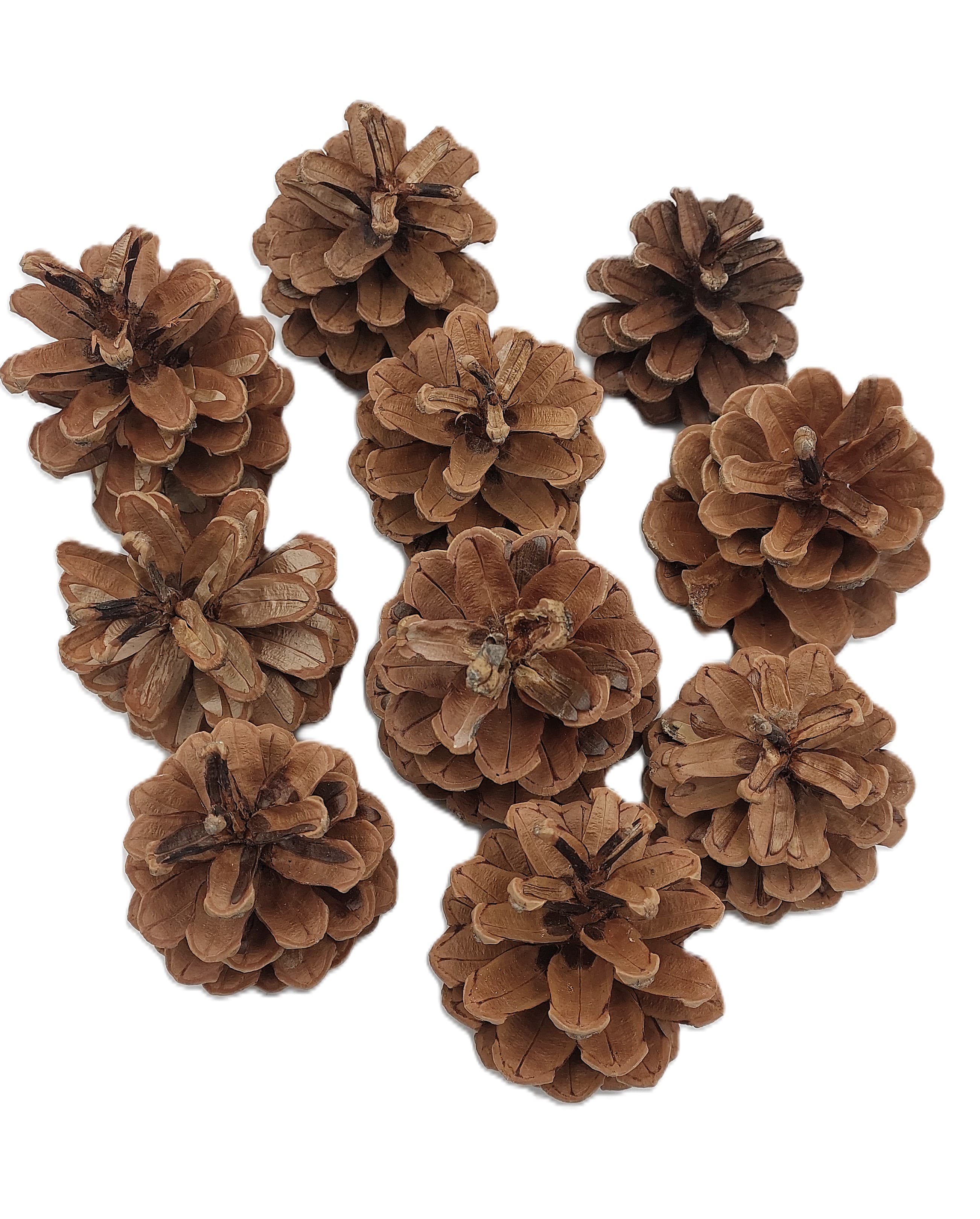 Szyszka Leśna duża 7 cm/200g ok10/12 szt NATURALNA