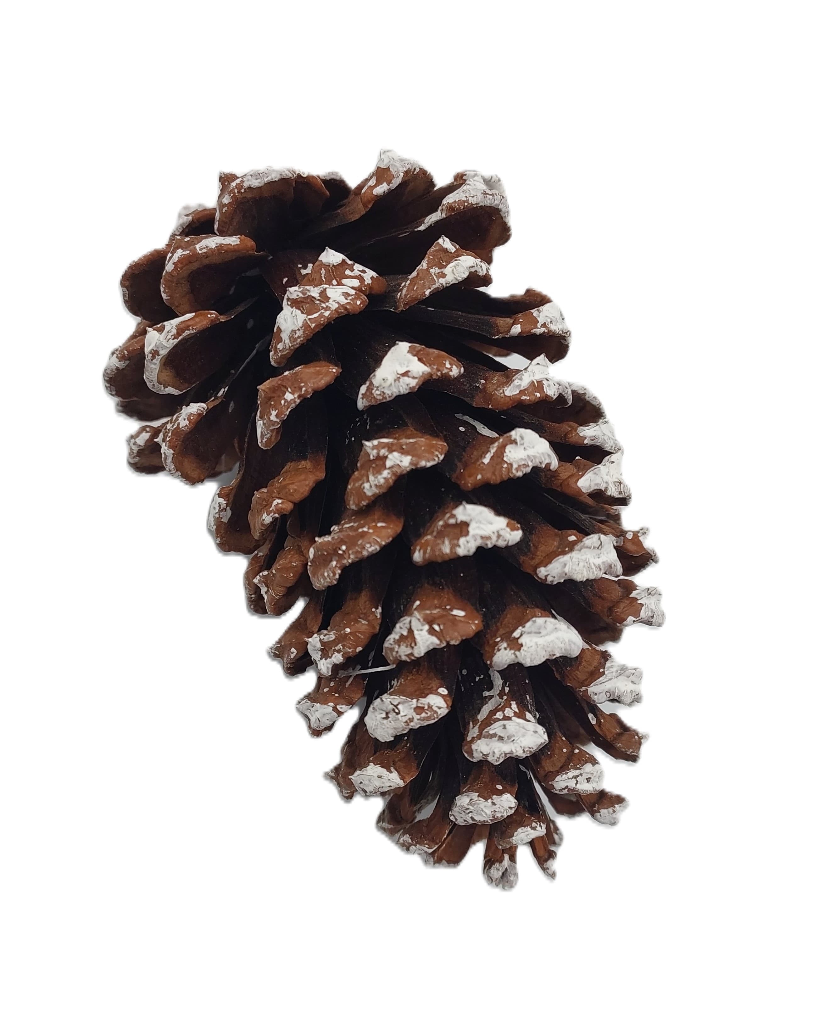 Szyszka sosnowa GIGANT 8 cm - ośnieżona 12 szt.