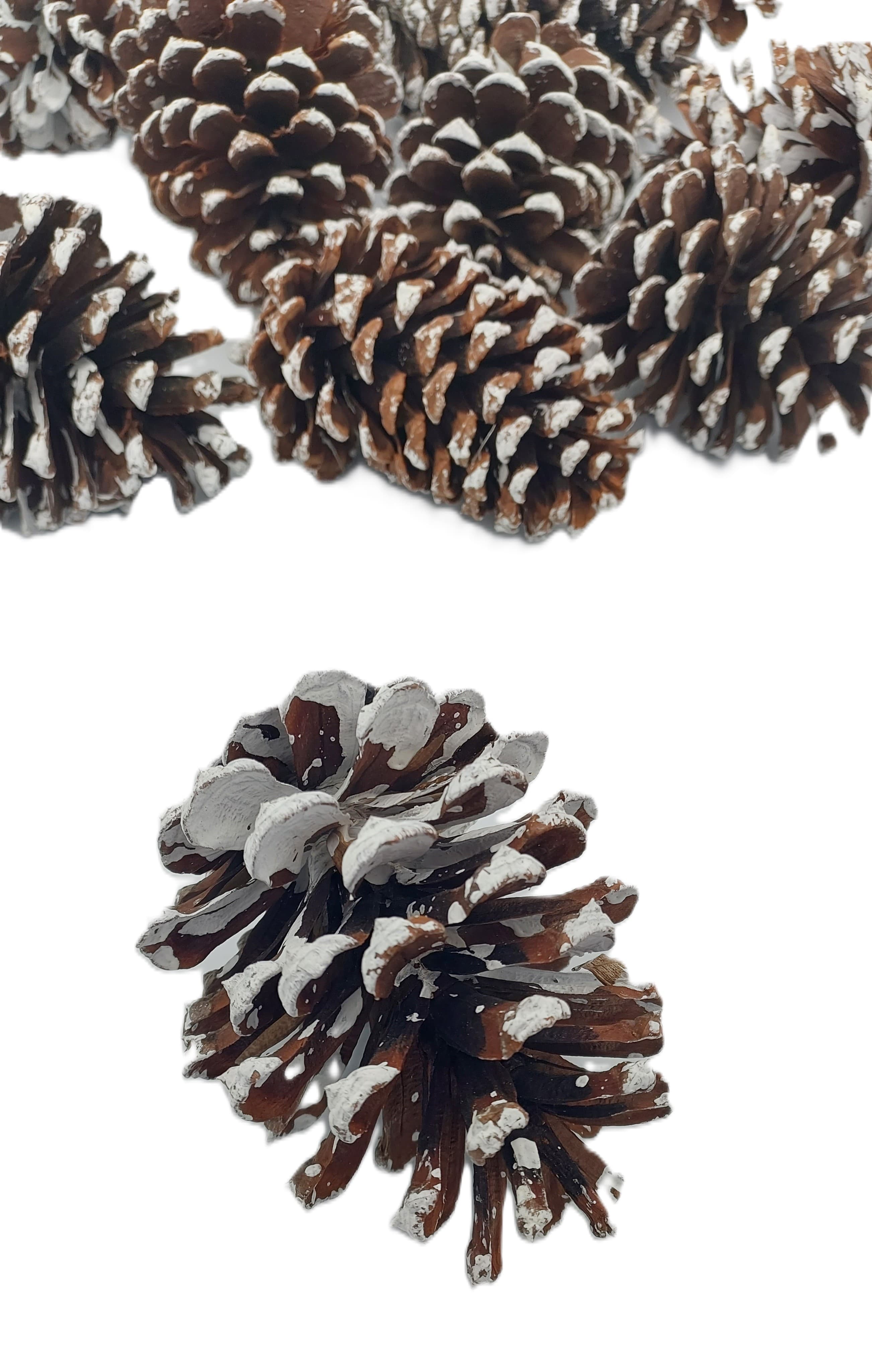 Szyszka sosnowa GIGANT 8 cm - ośnieżona 12 szt.