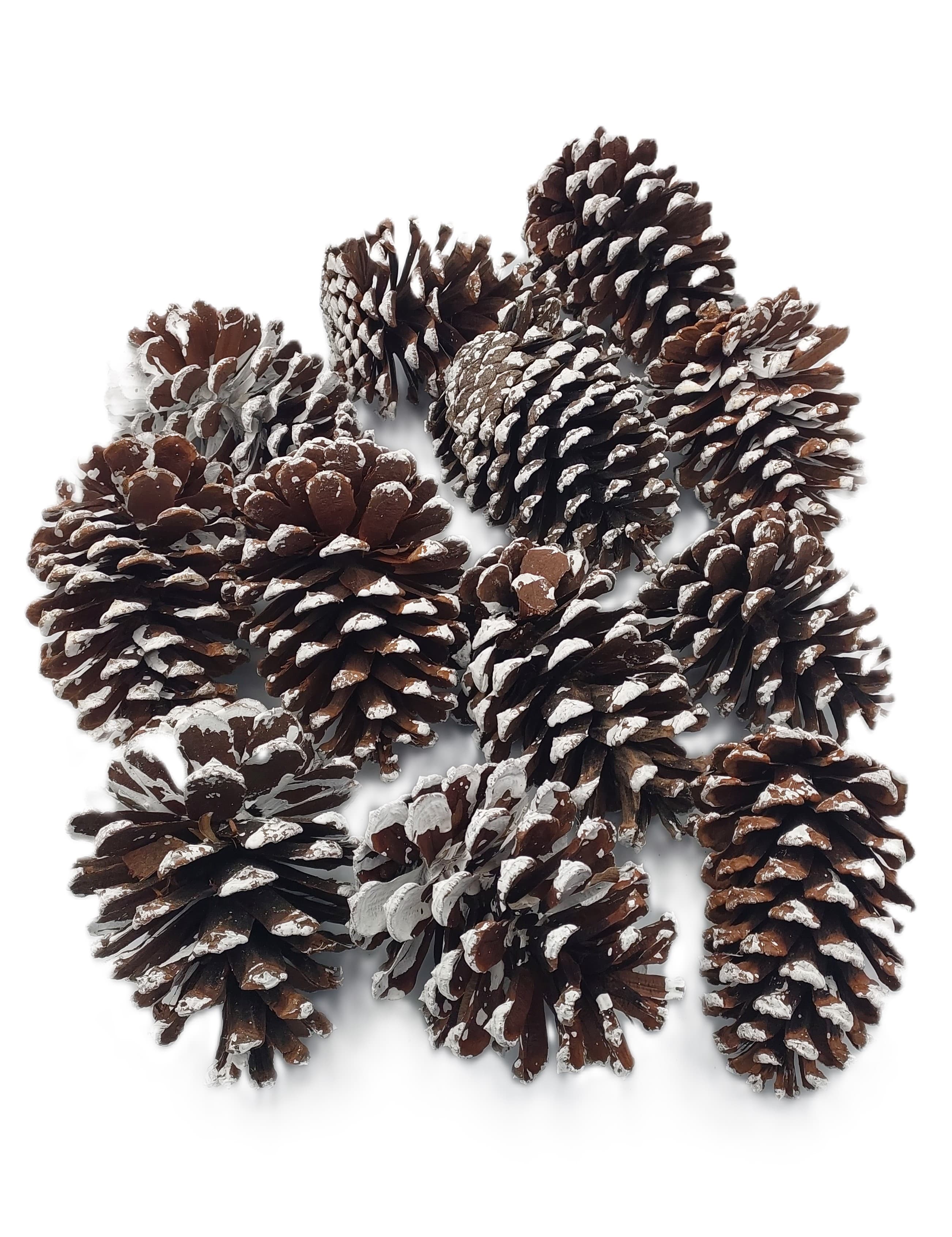 Szyszka sosnowa GIGANT 8 cm - ośnieżona 12 szt.