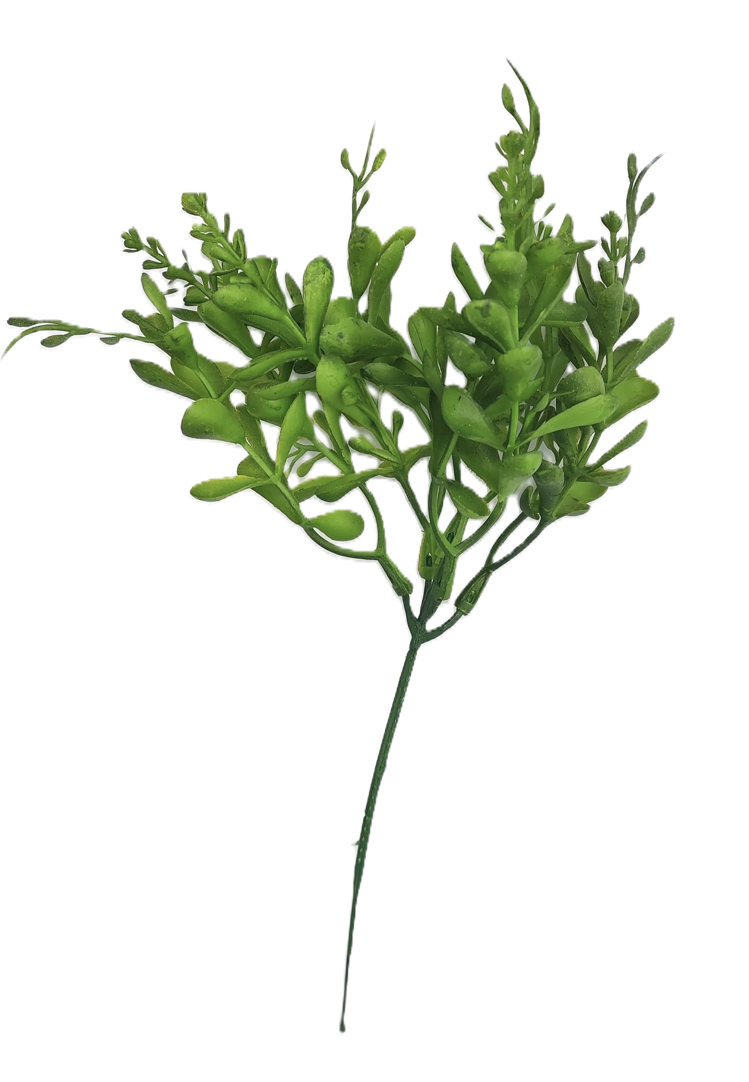 Gałązka bukszpanu borówka z odrostami 23 cm 1 szt.