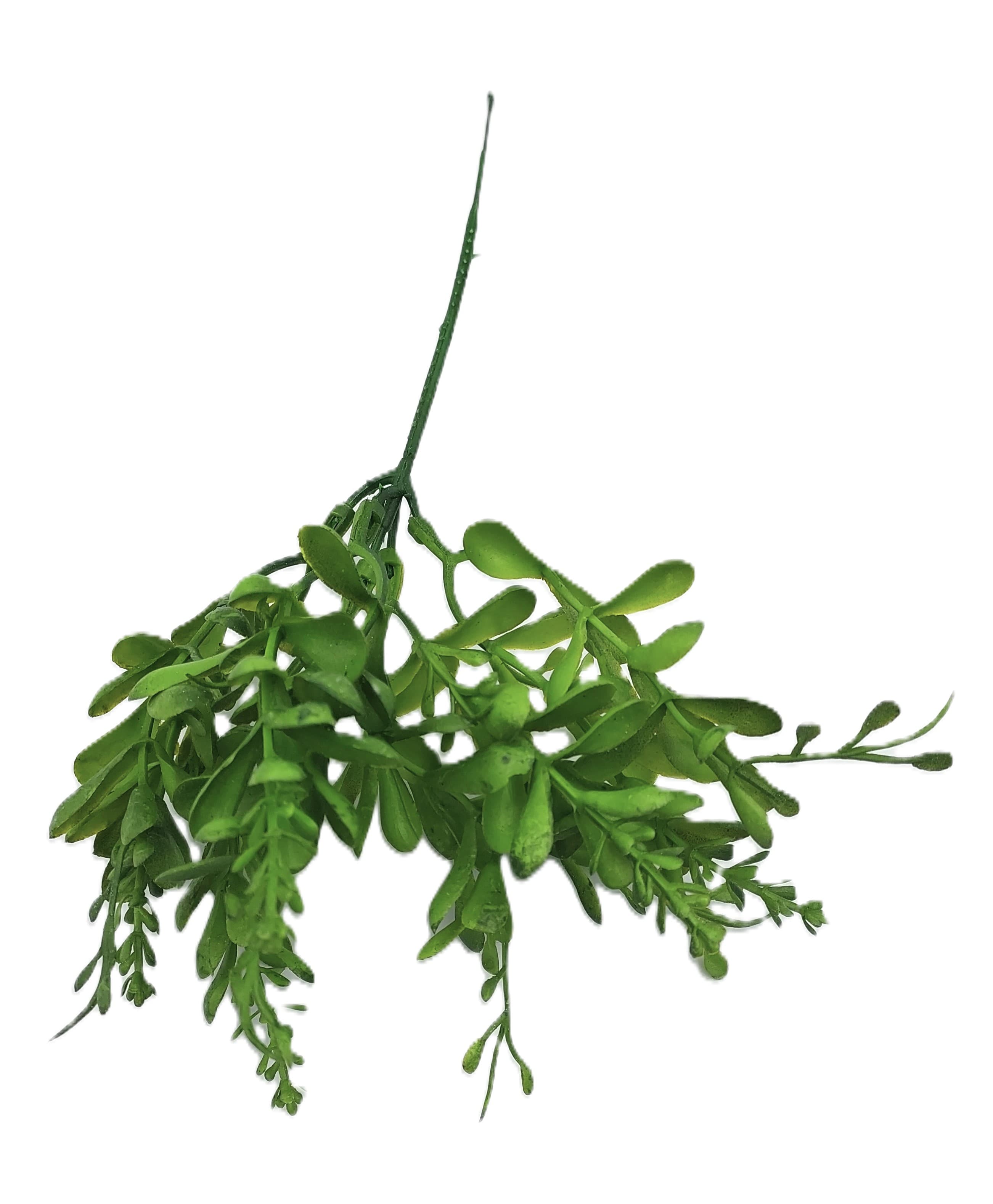 Gałązka bukszpanu borówka z odrostami 23 cm 1 szt.