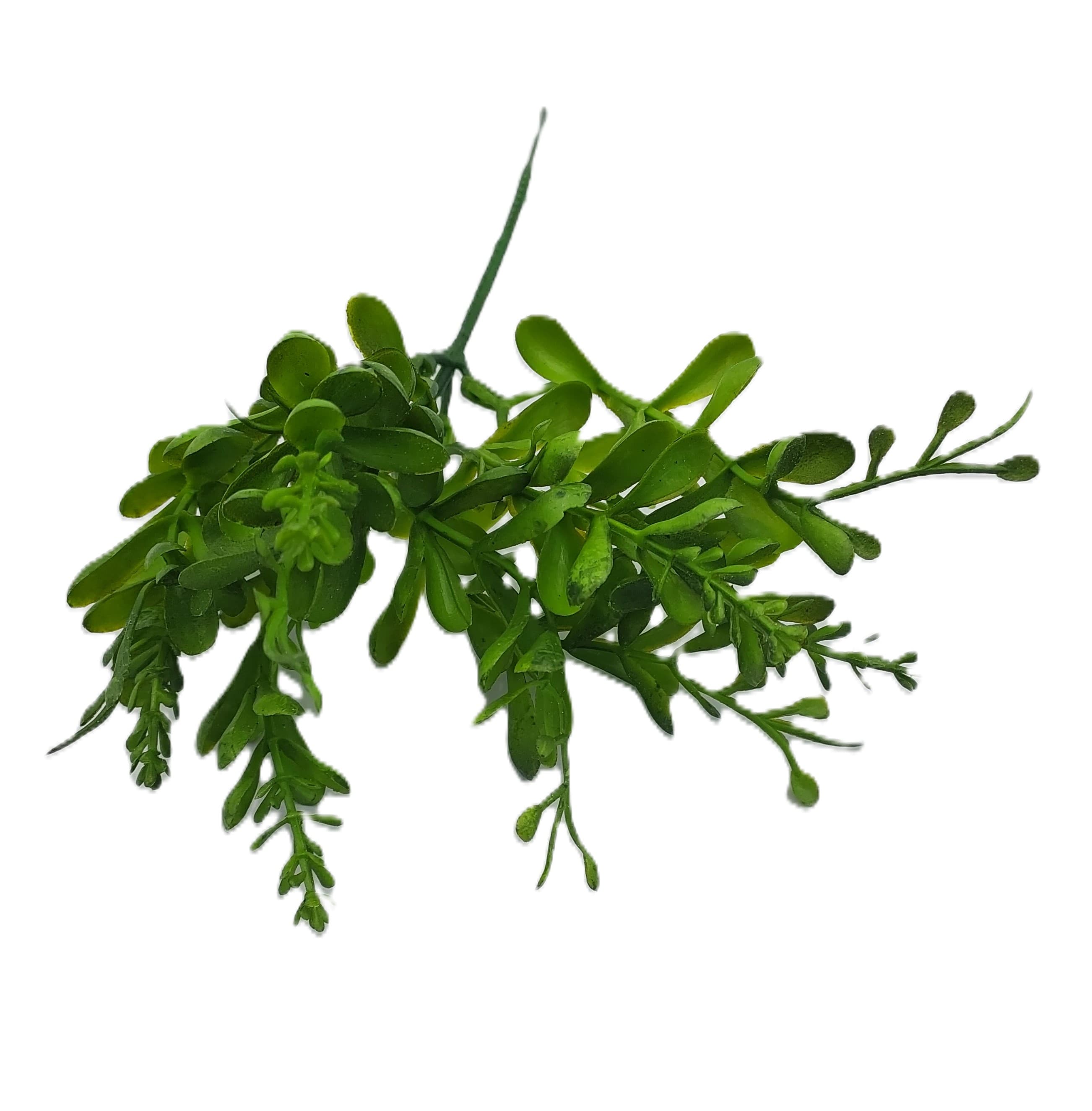 Gałązka bukszpanu borówka z odrostami 23 cm 1 szt.