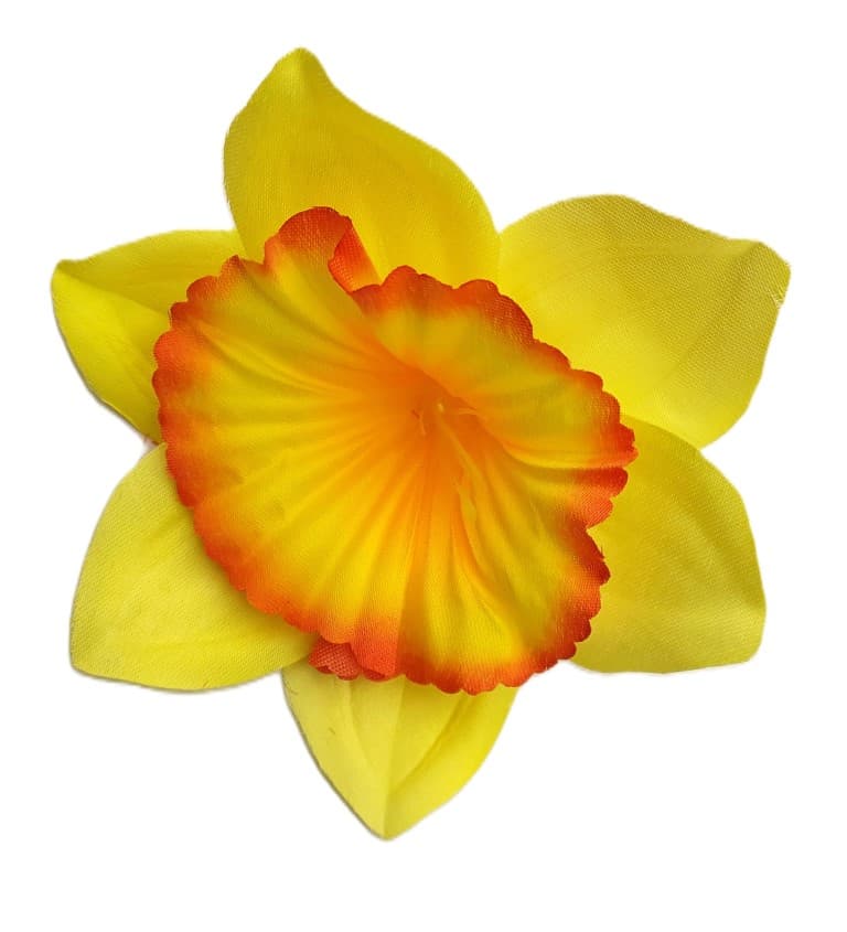 Duże główki wyrobowe Żonkili op. 24 szt. - 13 cm