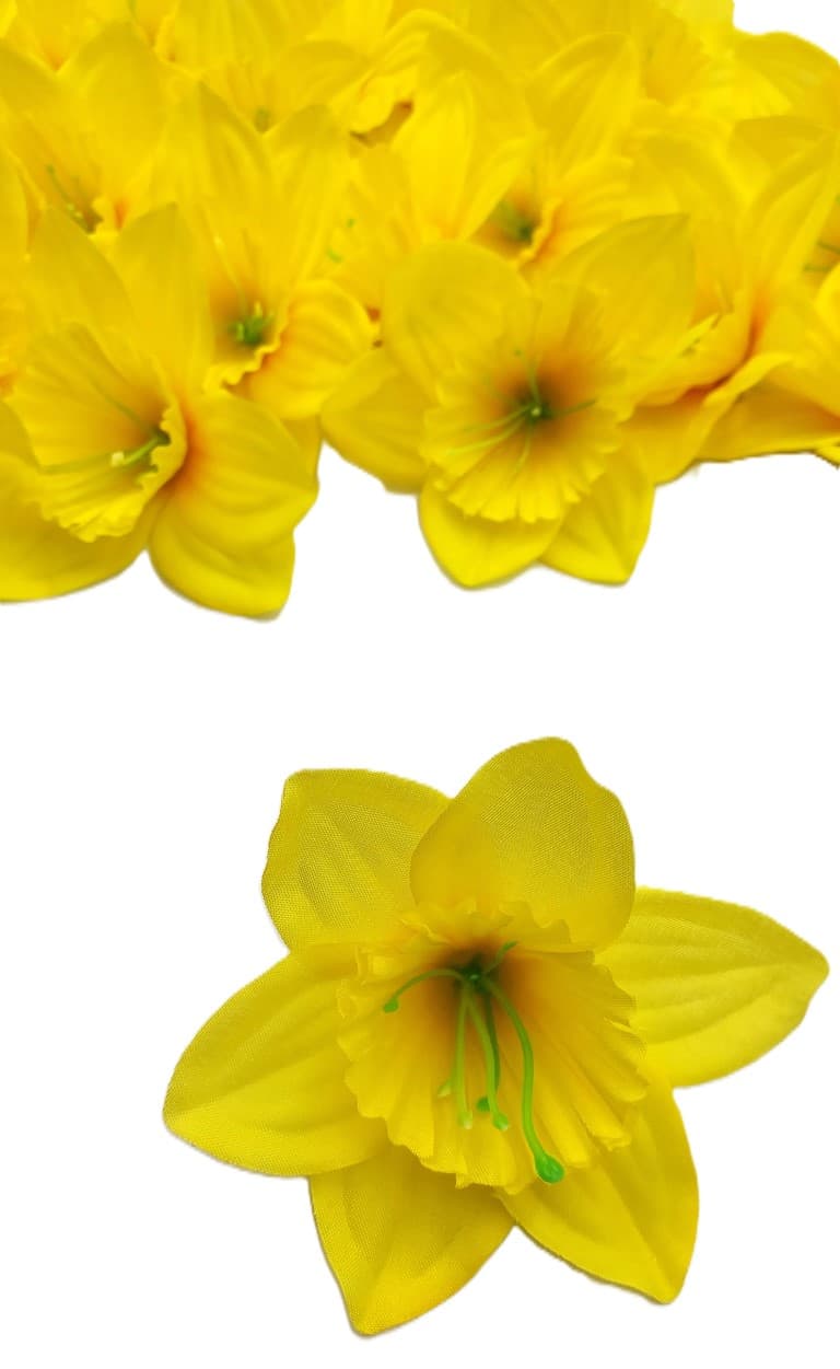 Średnie główki wyrobowe Żonkili op. 24 szt. 10 cm