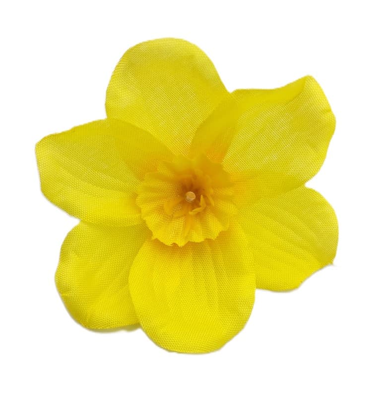 Małe główki Żonkili cieniowane op. 12 szt. 6 cm