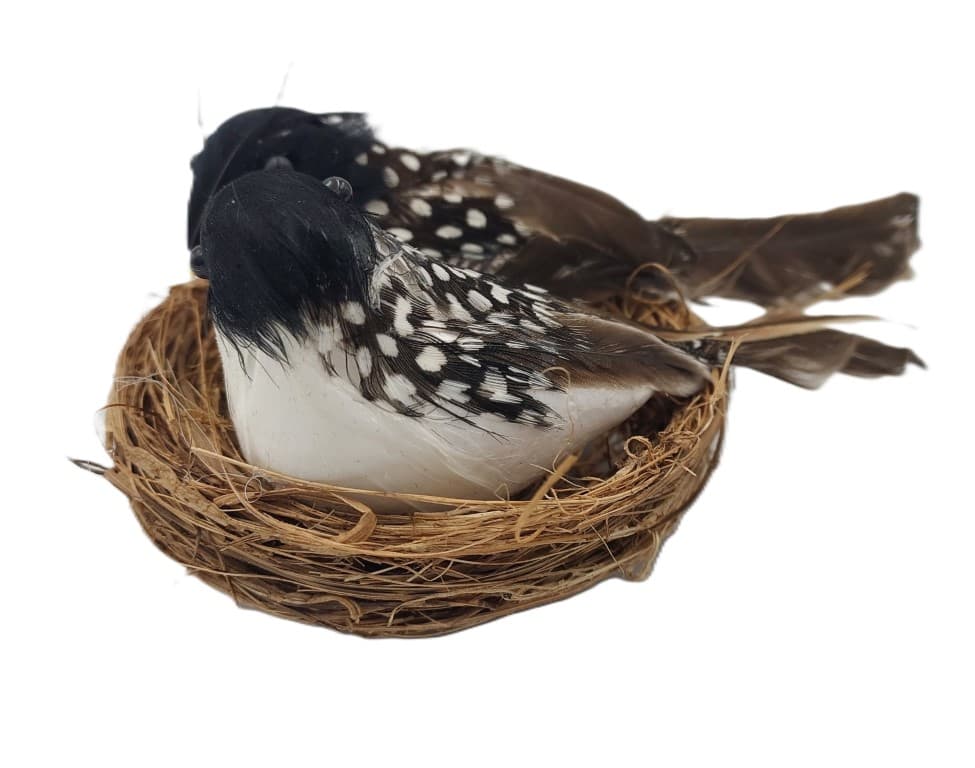 Ptaki biało-czarne średnie w gniazdku nr 01